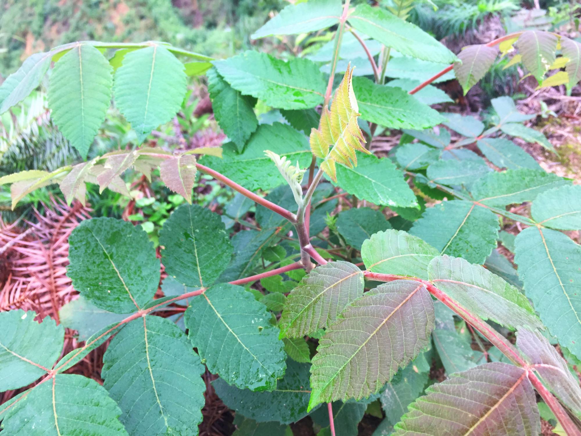 盐肤木|五倍子|寄主_新浪新闻