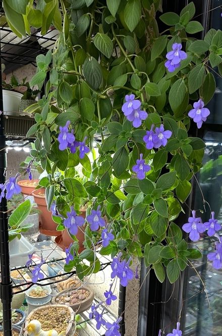 阳台光照不足可以养蓝海豚耐阴好养花叶俱美三季花开