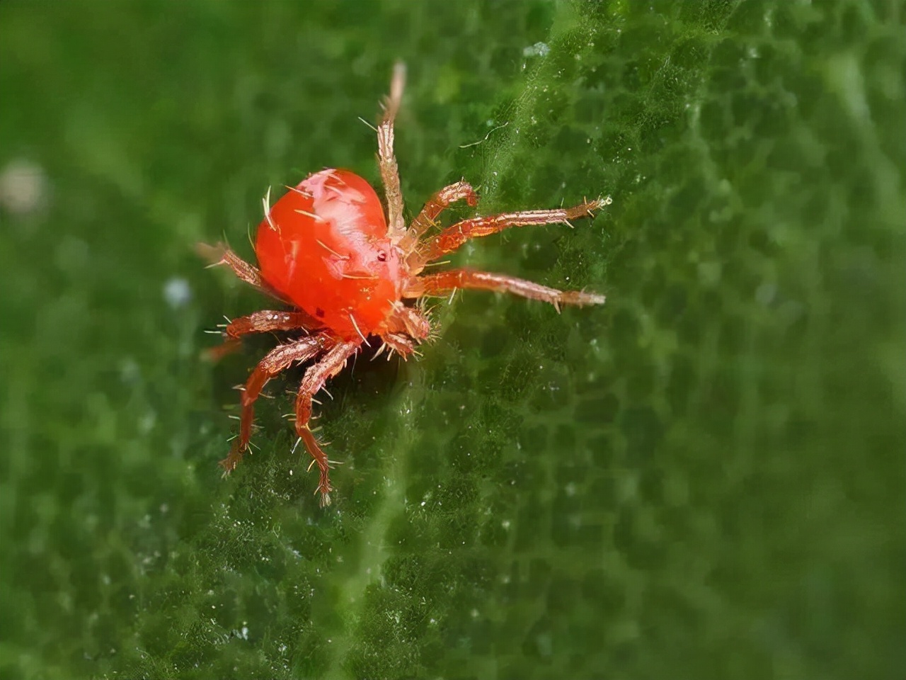红蜘蛛怕醋图片