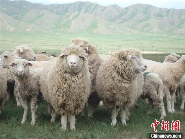 图为青海省海西州的茶卡羊. 孙睿 摄