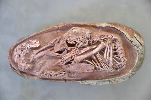 12月22日在福建省科技馆拍摄的恐龙蛋化石.新华社