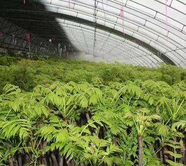 祝口温室香椿的做法(香椿温室反季节栽培技术)