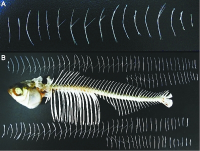 草鱼鱼刺结构图图片
