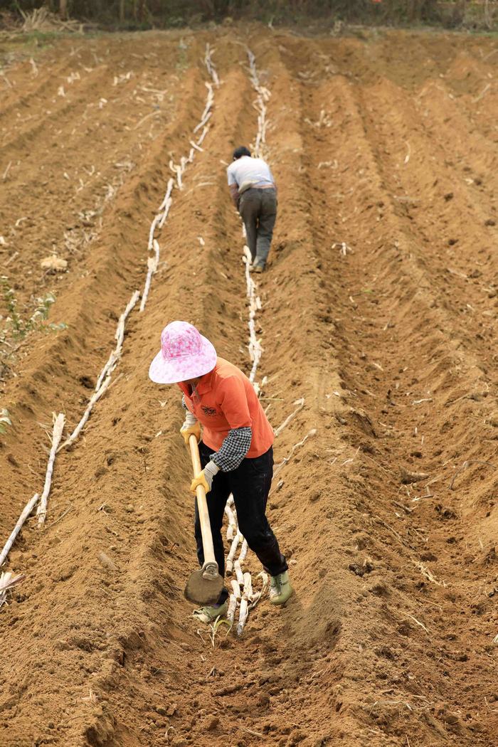 广西种植甘蔗不赚钱为什么每年还有那么多人种原因很现实