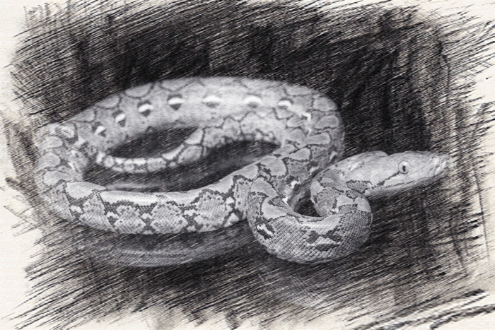 泰国蛇王决战蟒蛇绞眼镜王蛇王蛇咬蟒蛇究竟谁能胜出