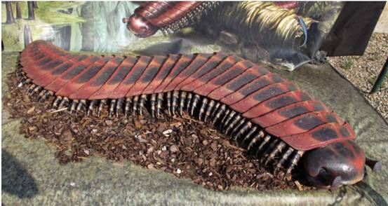英国发现巨型千足虫体长达27米来自远古时期