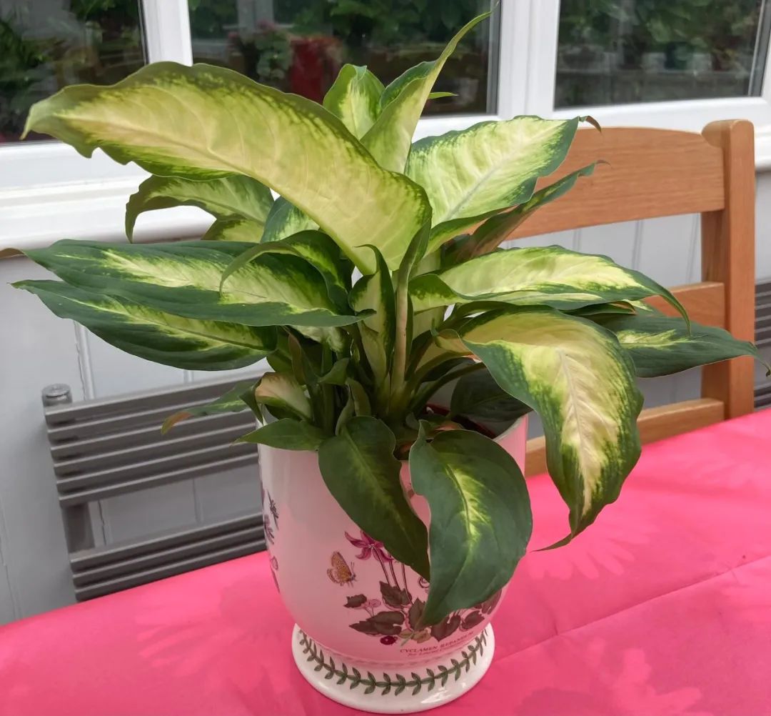 老品种万年青(老品种万年青喜欢什么肥料) - 123植物网