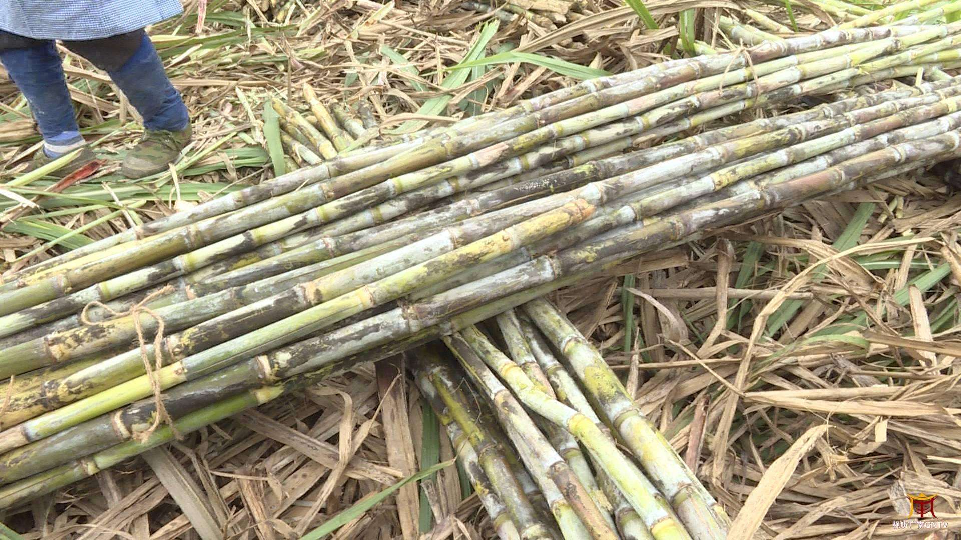 广西种植甘蔗不赚钱为什么每年还有那么多人种原因很现实