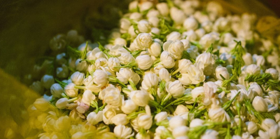 东家app:上个世纪的福州,年轻人在茉莉花上消遣荷尔蒙|茉莉花|福州|陈