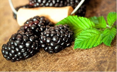 鹤圣堂桑椹颗粒桑椹的好处你知道多少