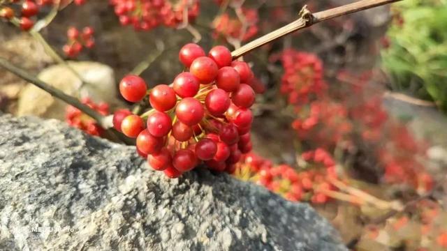 金刚藤的根茎肥厚,而且茎部有刺,花开得特别漂亮,开黄绿色小花,呈伞形