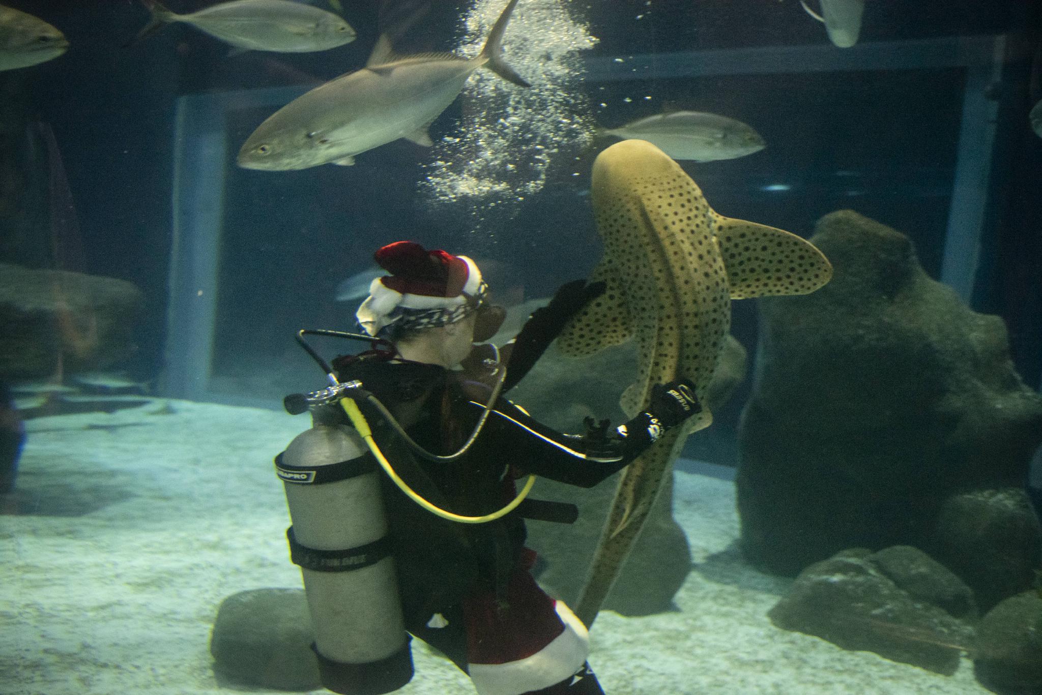 水中的“圣诞老人”休闲区蓝鸢梦想 - Www.slyday.coM