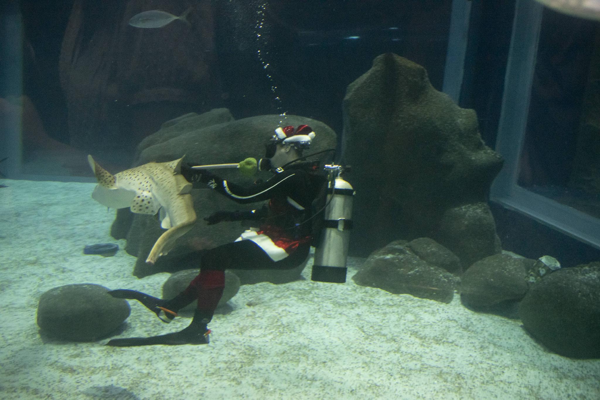 水中的“圣诞老人”休闲区蓝鸢梦想 - Www.slyday.coM