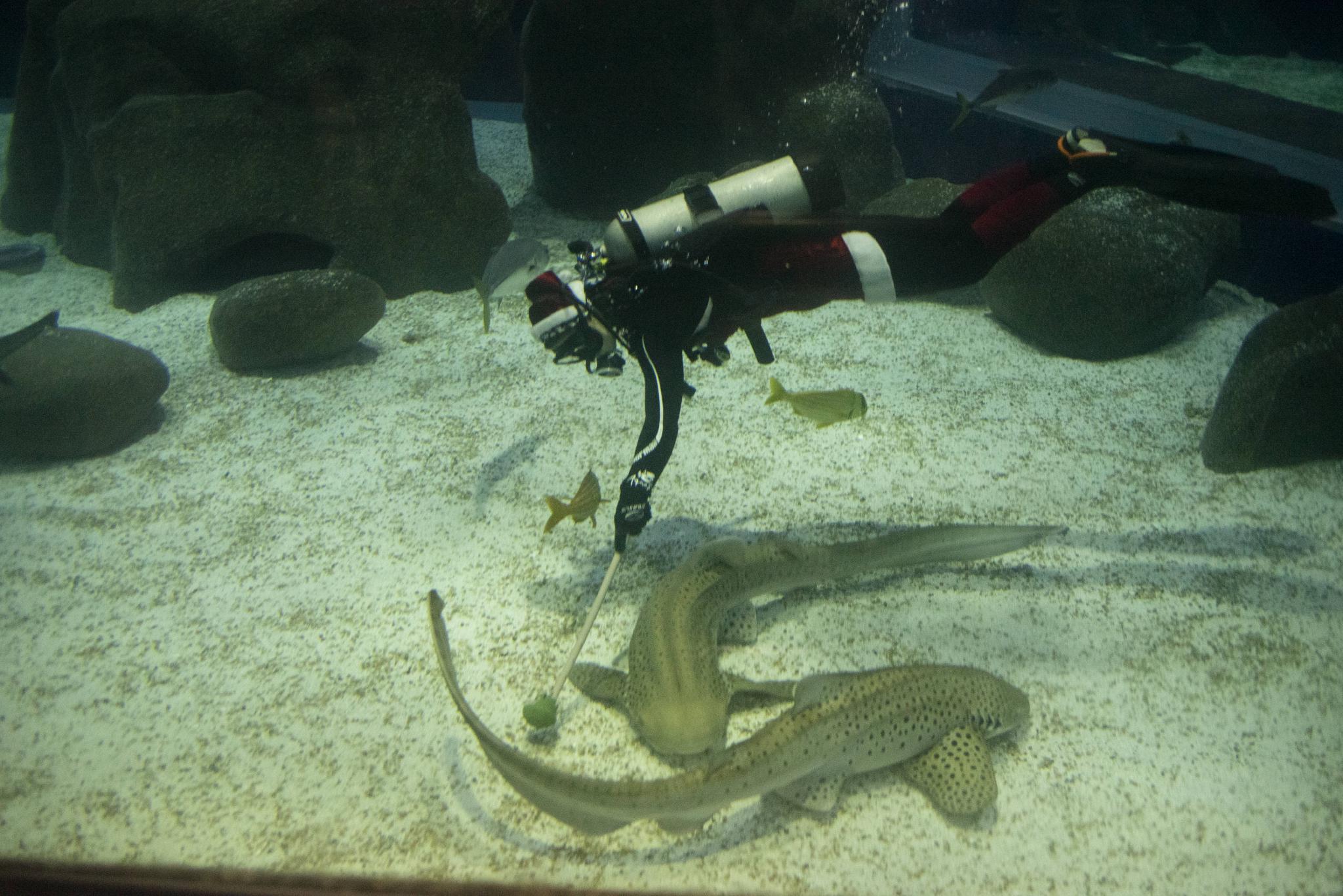 水中的“圣诞老人”休闲区蓝鸢梦想 - Www.slyday.coM