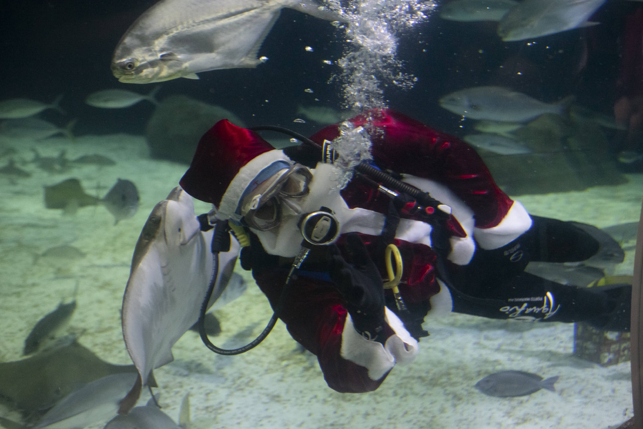 水中的“圣诞老人”休闲区蓝鸢梦想 - Www.slyday.coM