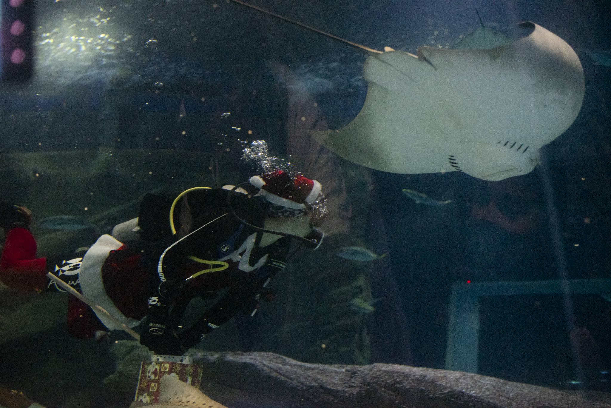 水中的“圣诞老人”休闲区蓝鸢梦想 - Www.slyday.coM