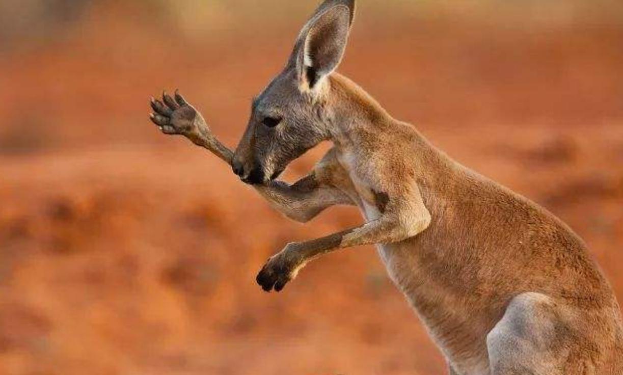 生活在沙漠中的袋鼠,用口水沾湿身体,防止自己中暑__财经头条