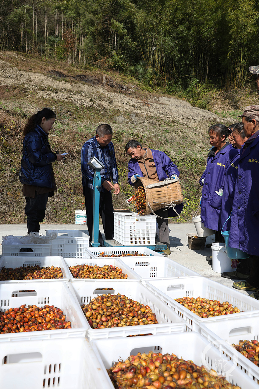 陈乾沛是龙河村的金樱子种植大户,当天他正组织村民采摘金樱子,他说