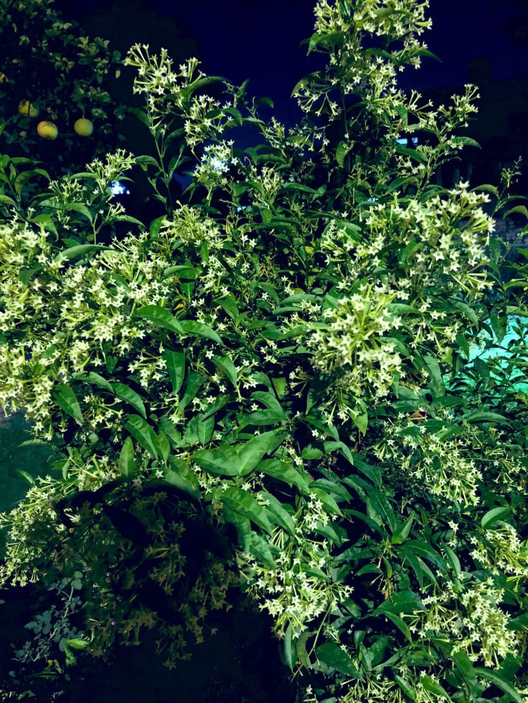 夜晚开花灿烂的夜香树室内开花建议剪掉天气暖和后搬到户外养