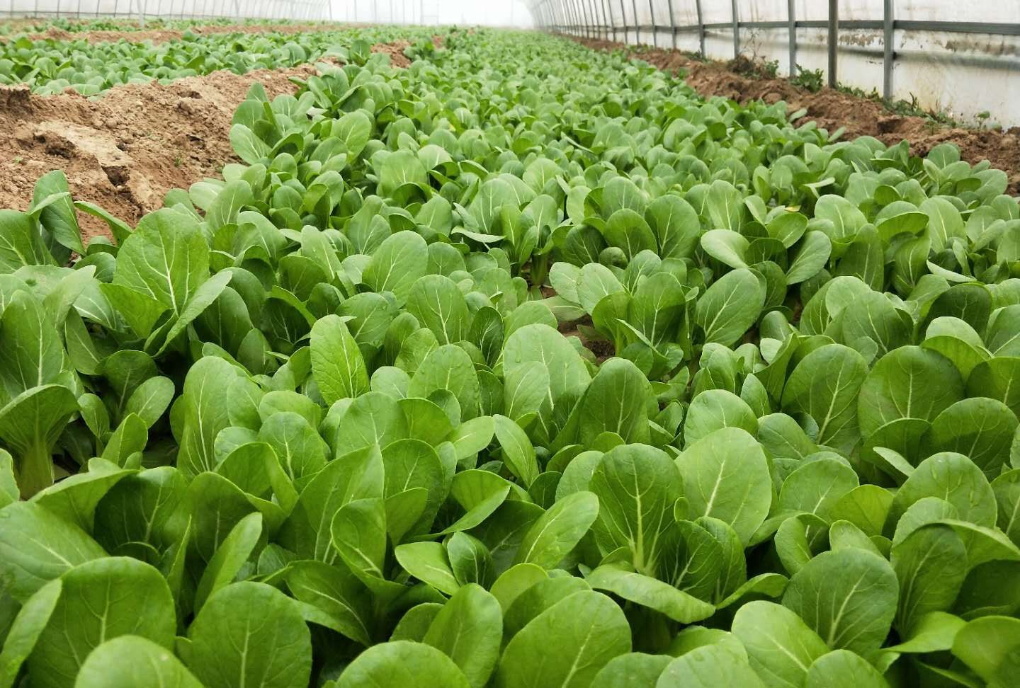 2个方面要注意|青菜|烂根|农户_新浪新闻