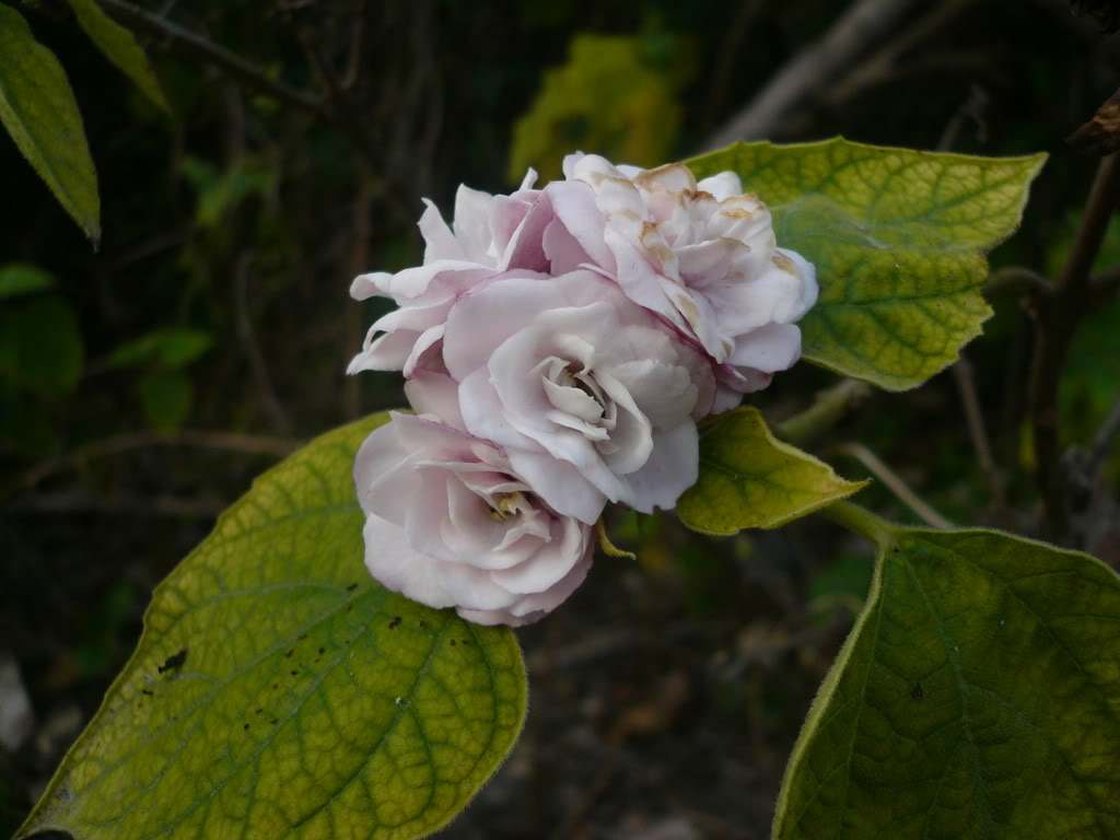 “臭茉莉”好多人没见过！闻着臭臭的，却是一种很好的药材休闲区蓝鸢梦想 - Www.slyday.coM