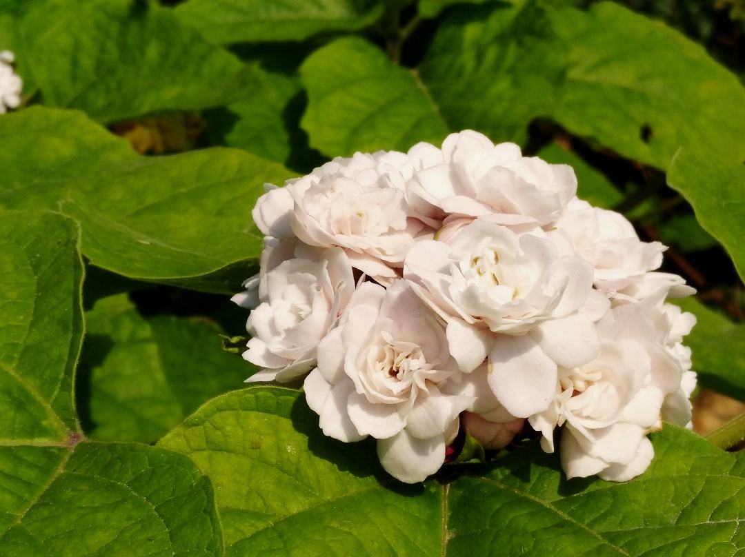 “臭茉莉”好多人没见过！闻着臭臭的，却是一种很好的药材休闲区蓝鸢梦想 - Www.slyday.coM