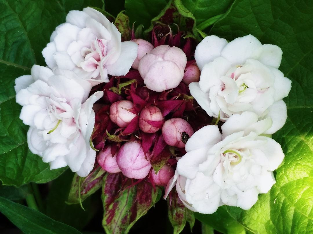 “臭茉莉”好多人没见过！闻着臭臭的，却是一种很好的药材休闲区蓝鸢梦想 - Www.slyday.coM