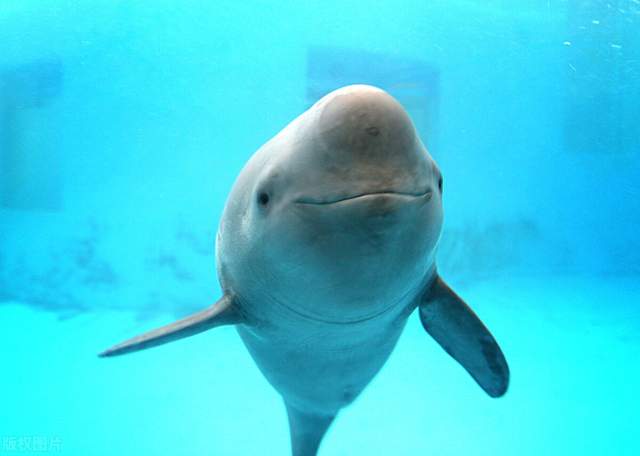 长江宜昌段出现百米鱼群安庆段又出现一群江豚网友大赞禁渔