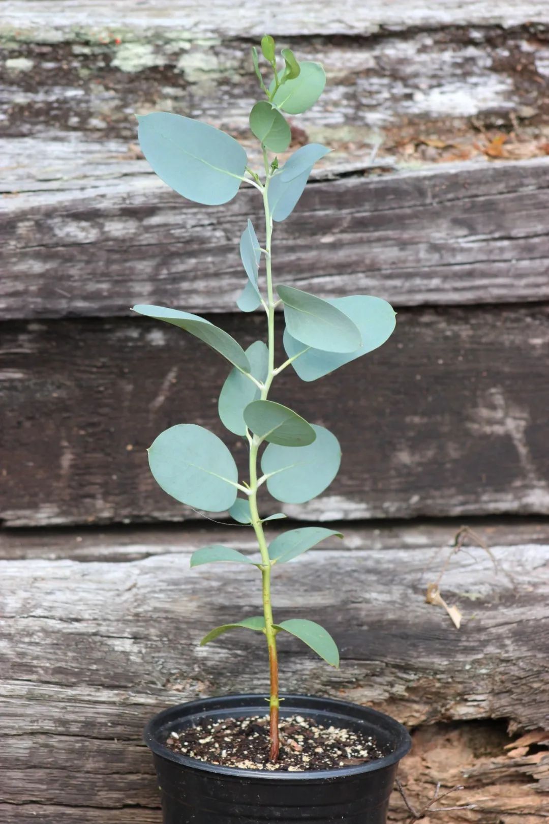 pulverulenta)一,选择合适的品种上面左边是圆叶桉(正式名叫银叶山桉)