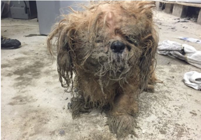 流浪狗脏得像块抹布,女子帮它清洗后,瞬间被眼前这家伙惊住了|流浪狗