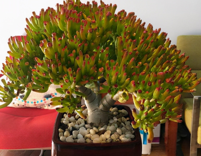 养多肉植物吸财树的注意事项__财经头条