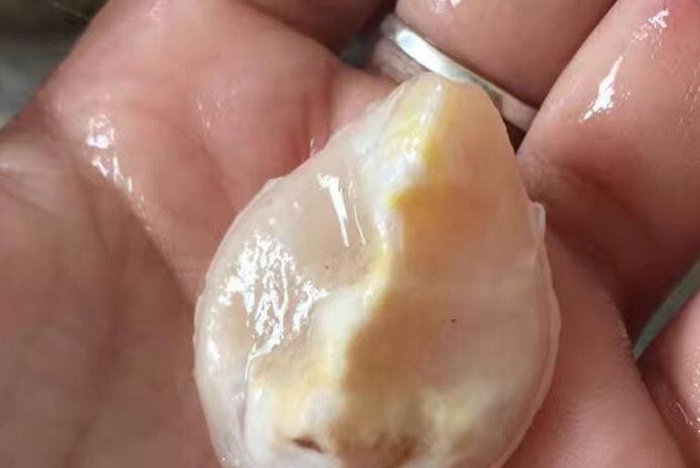 螺蛳壳很坚硬青鱼是怎么吃的呢青鱼的口中真的有宝石吗