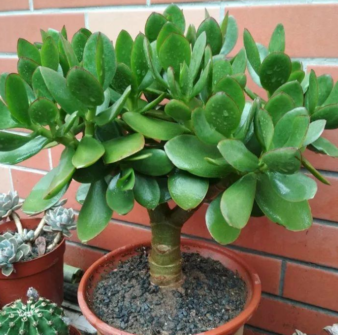 多浆植物厚脸皮原来这么养上两三年就能成老桩盆景