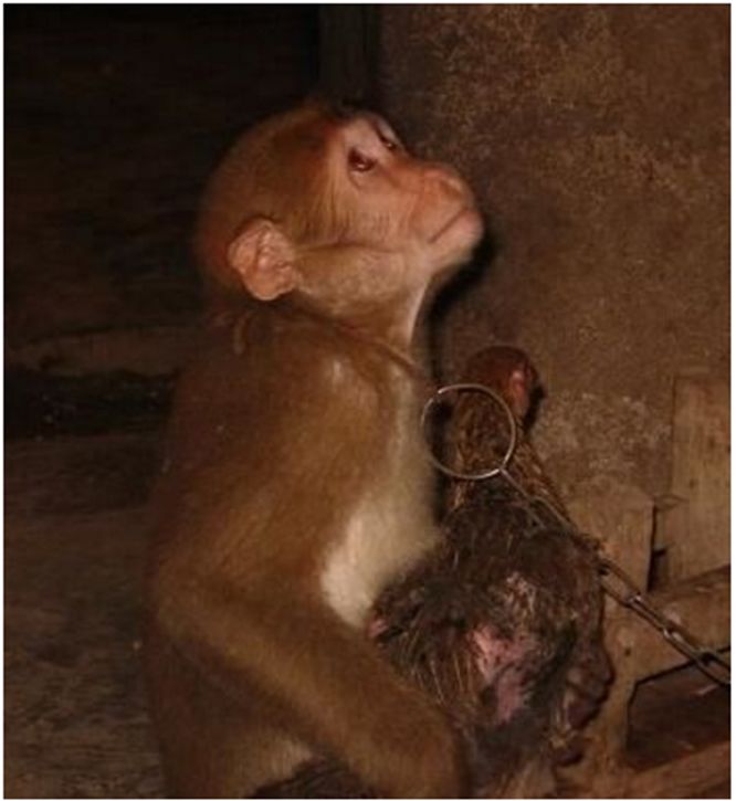 主人好奇不已,得知猴子的目的感到很心疼|马戏团|小鸡|动物园_新浪
