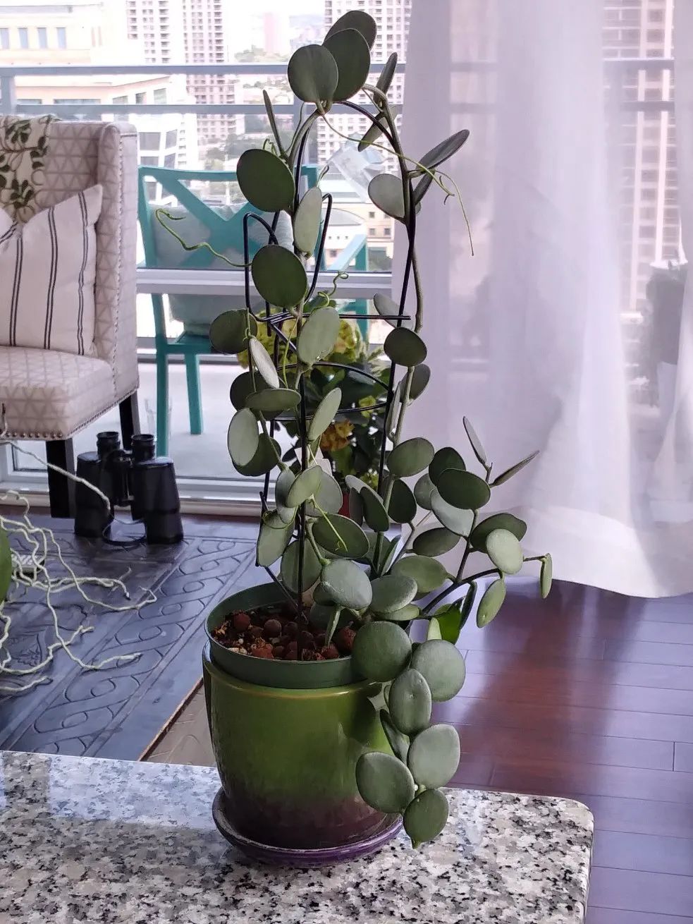 叶子圆润得像钱币的碧雷鼓,正式名叫绿之大鼓,适合新手养的植物|大鼓