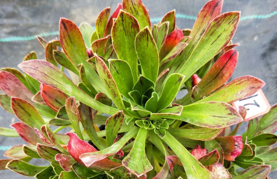 圣诞说法师有种多肉你或许见过但不知其名它就是圣诞节法师