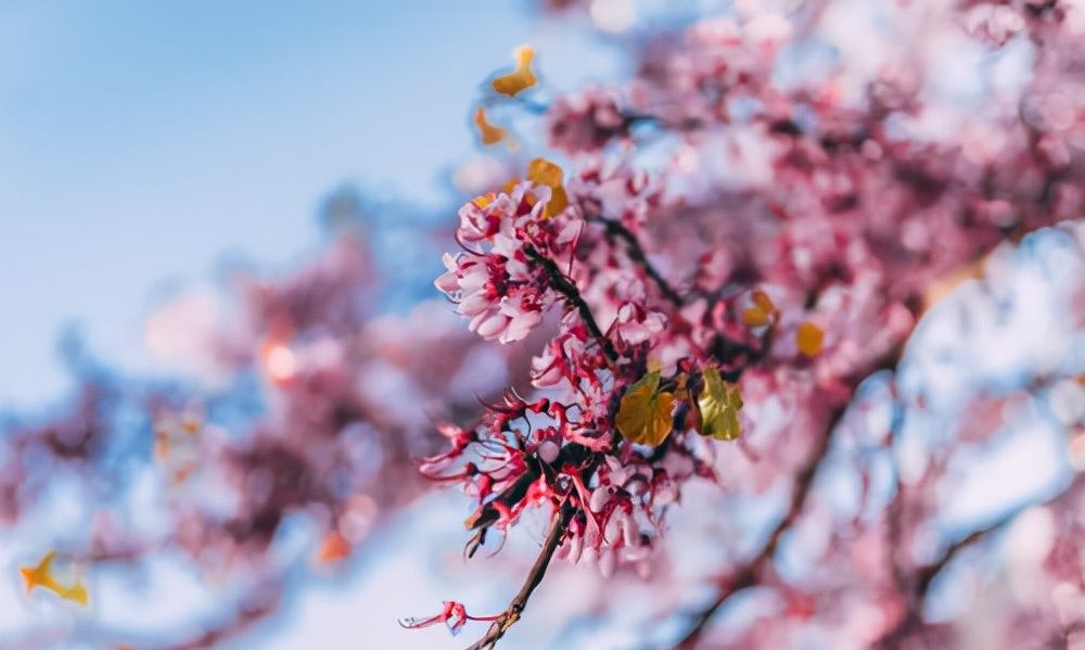一个人的运气,是嘴决定的休闲区蓝鸢梦想 - Www.slyday.coM 一个人的运气,是嘴决定的休闲区蓝鸢梦想 - Www.slyday.coM