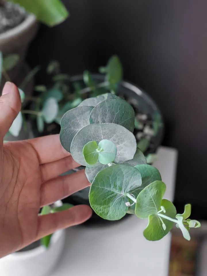 其实是圆叶桉,它的中文正式名叫银叶山桉,它经常被用来制作成鲜切花