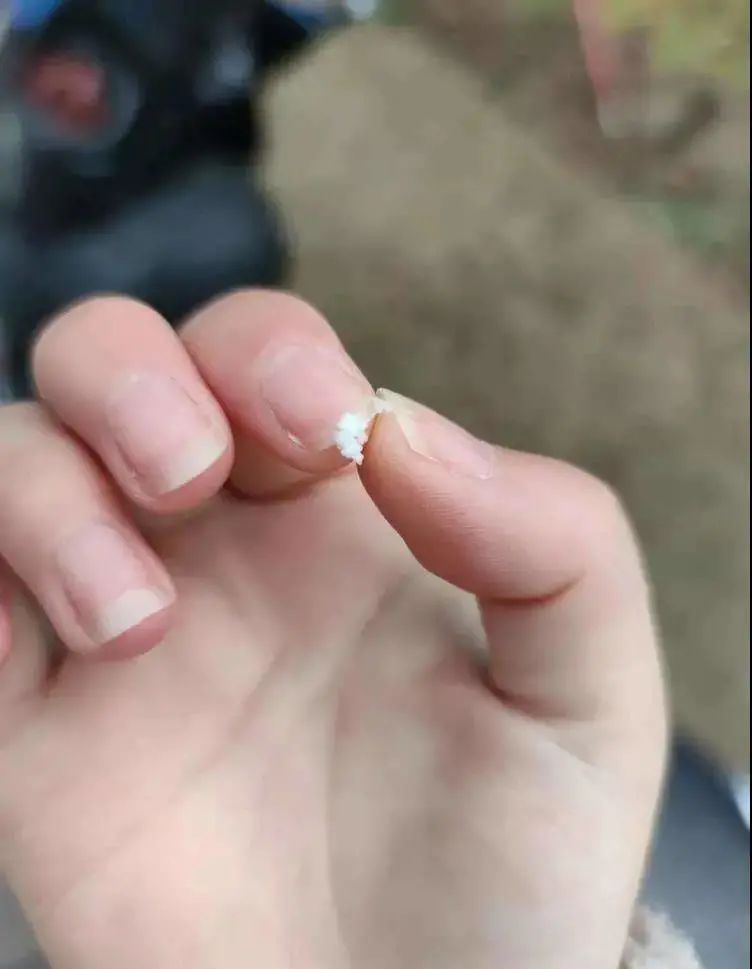 上海真的下雪了！要放大镜找的那种...进来看今日上海雪景有多夸张休闲区蓝鸢梦想 - Www.slyday.coM