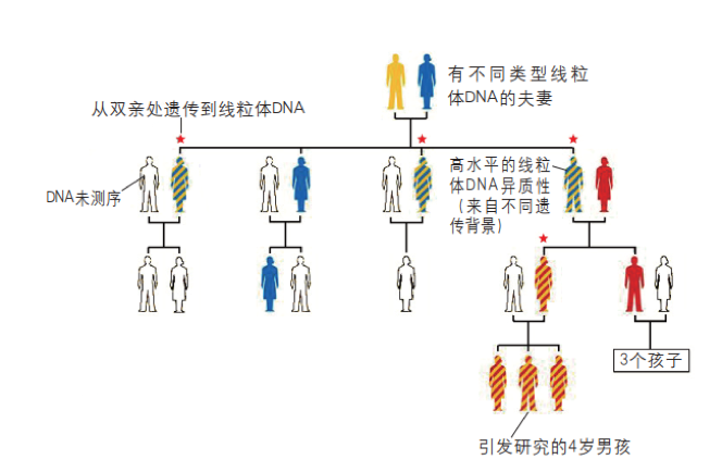 来自父亲的线粒体有可能遗传给后代吗