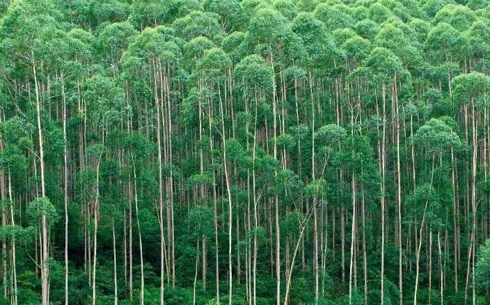 【新微专题】从地理角度看地理环境与植被的关系