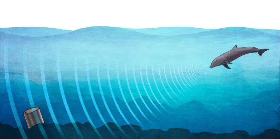 人类的声呐系统最初就是根据鲸和海豚的声呐原理而研制出来的