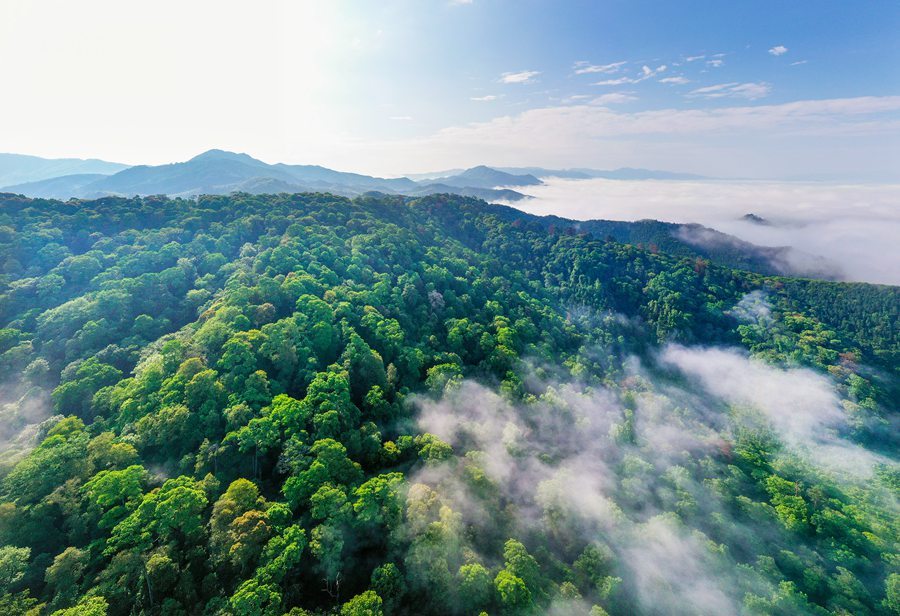 太美了!首批“福建最美古树群”名单出炉 最大树龄已有700多年__财经头条
