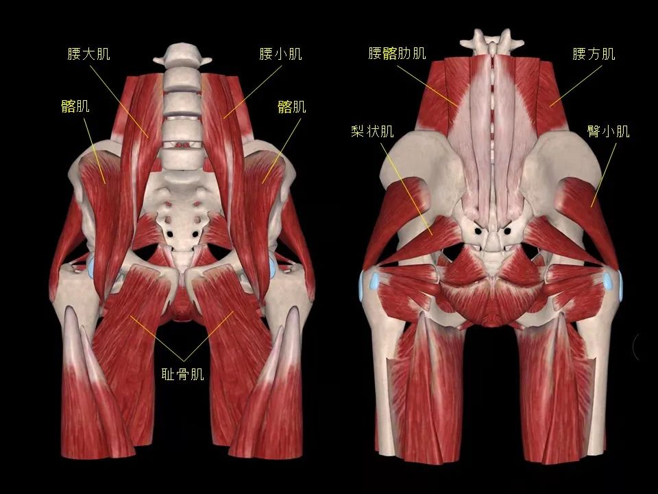 女性骨盆肌肉结构图解图片