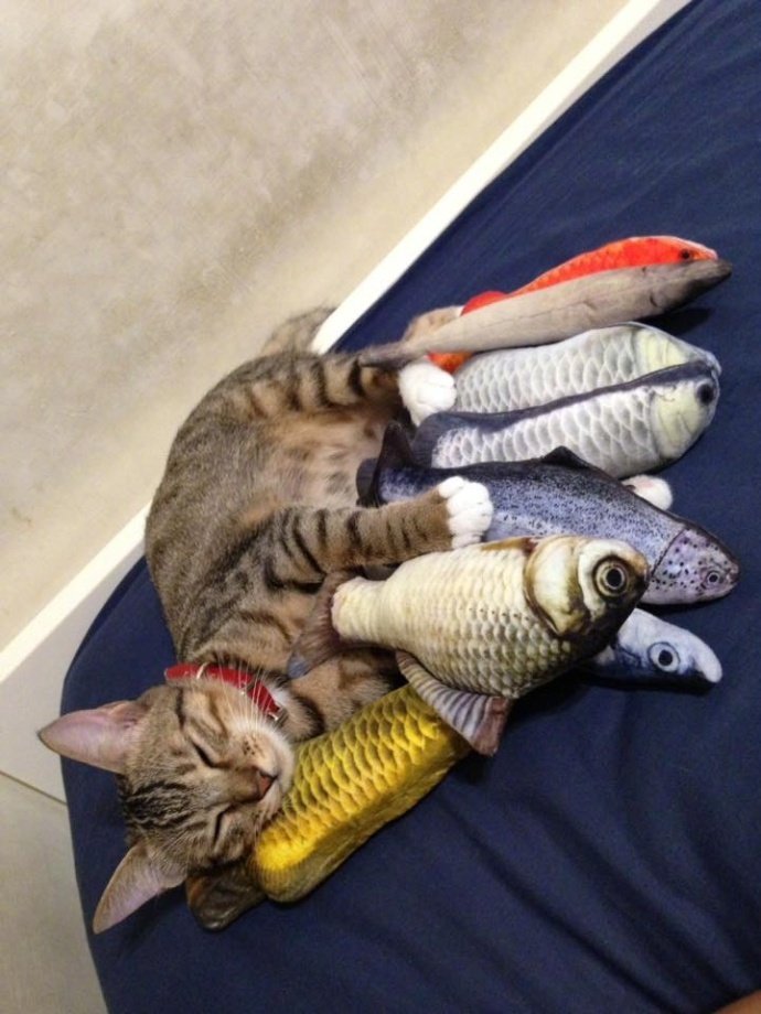 网友原本给猫咪买了一条鱼,结果看它每天叼着到处跑……|猫咪|鱼_新浪