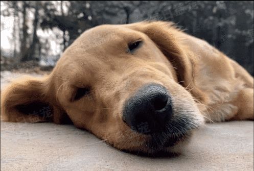 金毛|狗狗|同伴_新浪新闻