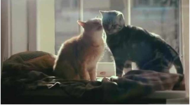 猫咪总爱粘着主人,直到一只橘猫出现后,主人发现自己被绿了休闲区蓝鸢梦想 - Www.slyday.coM 猫咪总爱粘着主人,直到一只橘猫出现后,主人发现自己被绿了休闲区蓝鸢梦想 - Www.slyday.coM