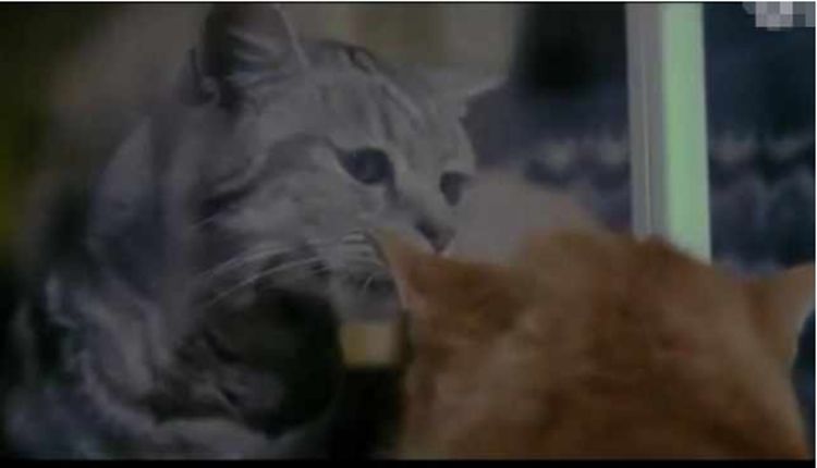 猫咪总爱粘着主人,直到一只橘猫出现后,主人发现自己被绿了休闲区蓝鸢梦想 - Www.slyday.coM 猫咪总爱粘着主人,直到一只橘猫出现后,主人发现自己被绿了休闲区蓝鸢梦想 - Www.slyday.coM