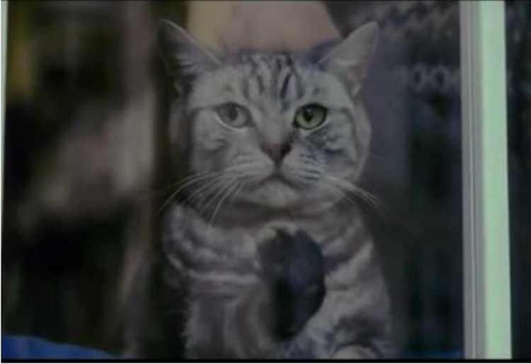 猫咪总爱粘着主人,直到一只橘猫出现后,主人发现自己被绿了休闲区蓝鸢梦想 - Www.slyday.coM 猫咪总爱粘着主人,直到一只橘猫出现后,主人发现自己被绿了休闲区蓝鸢梦想 - Www.slyday.coM