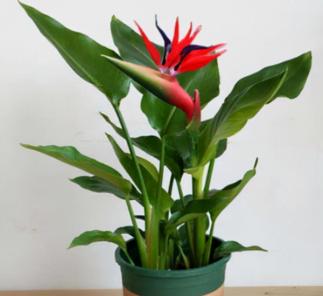 花,像喇叭一样,跟我们知道的马蹄莲的花是一模一样的,这种的金钻开花